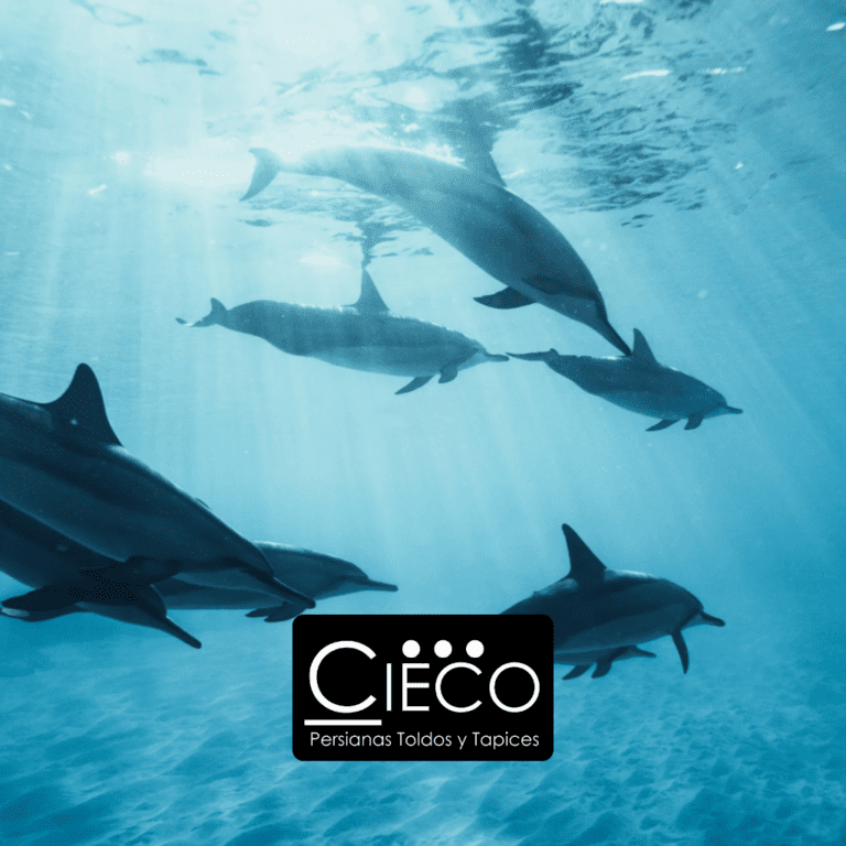 Fotomuro delfines